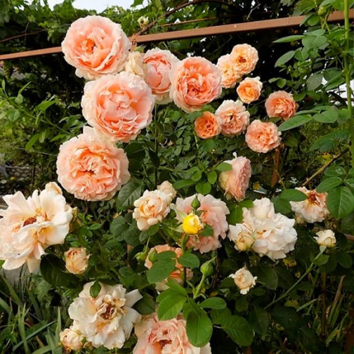 Саджанці плетистої троянди «Полька»