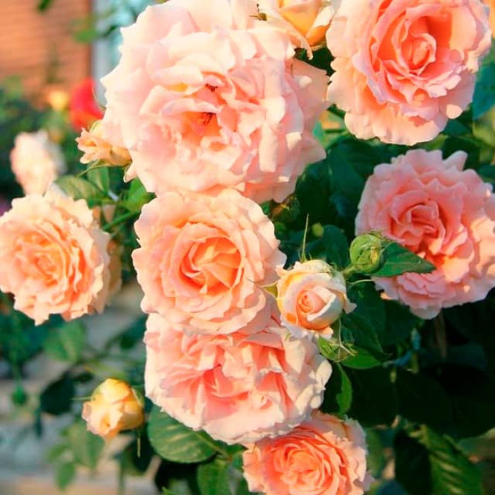 Саджанці плетистої троянди «Полька»