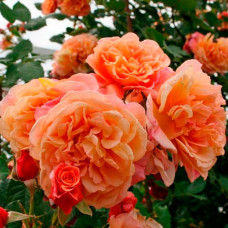 Саджанці плетистої троянди «Алоха»