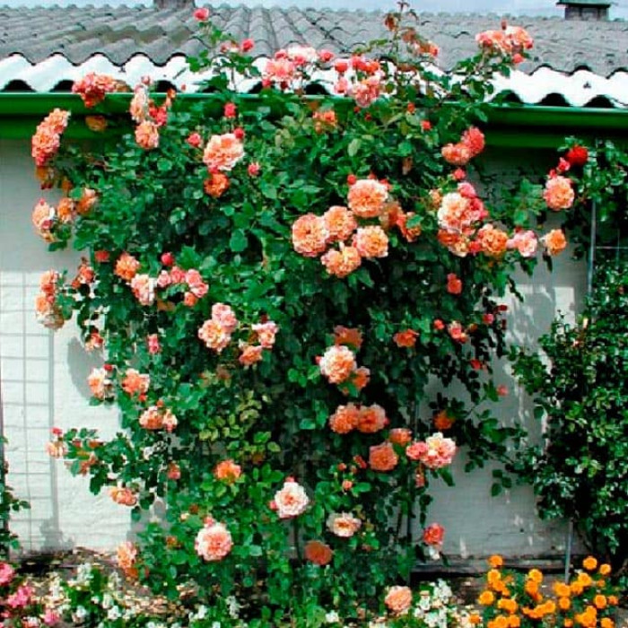 Саджанці плетистої троянди «Алоха»