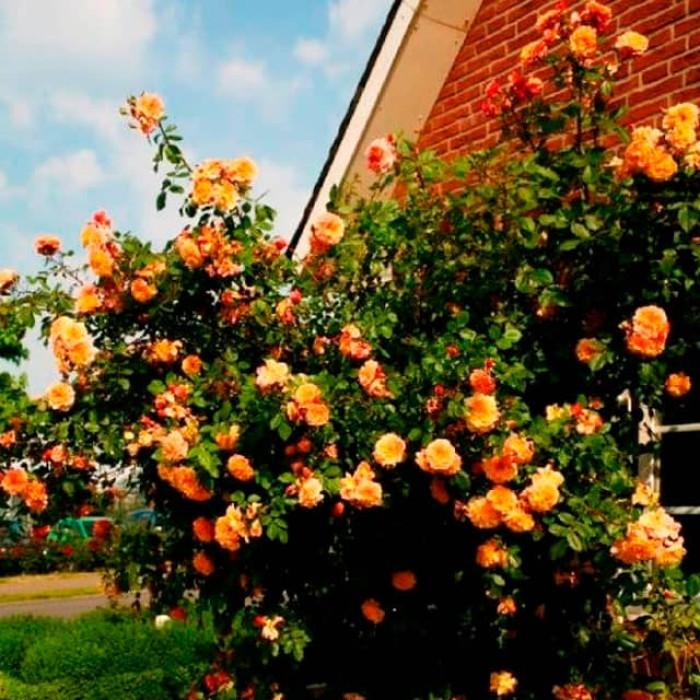 Саджанці плетистої троянди «Алоха»