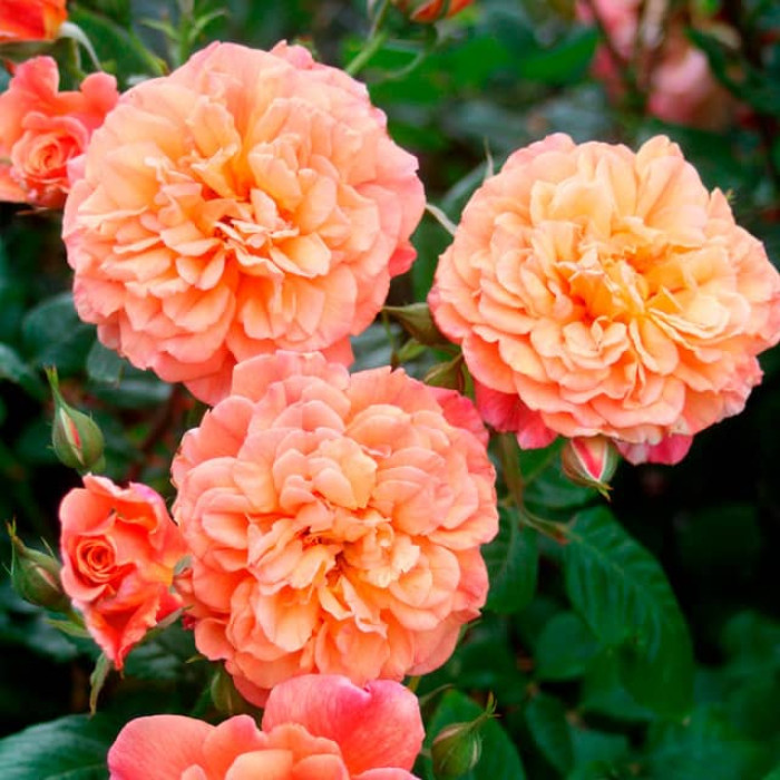 Саджанці плетистої троянди «Алоха»