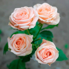 Саженцы спрей розы «Паларис»