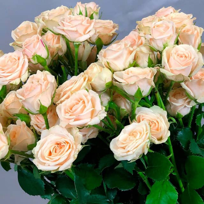 Саженцы спрей розы «Паларис»