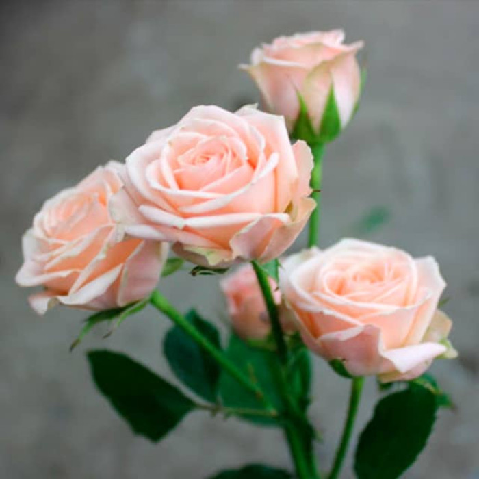 Саженцы спрей розы «Паларис»