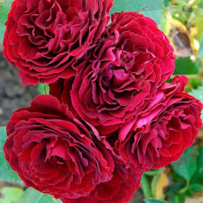 Саджанці бордюрної троянди «Астерія»