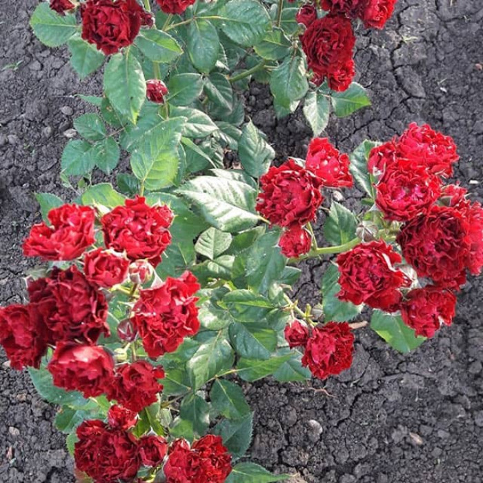 Саджанці бордюрної троянди «Астерія»