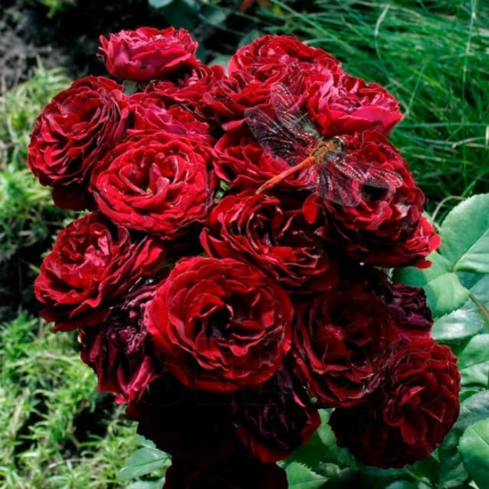 Саджанці бордюрної троянди «Астерія»