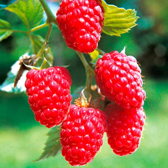 Саженцы ремонтантной малины «Дорнео»