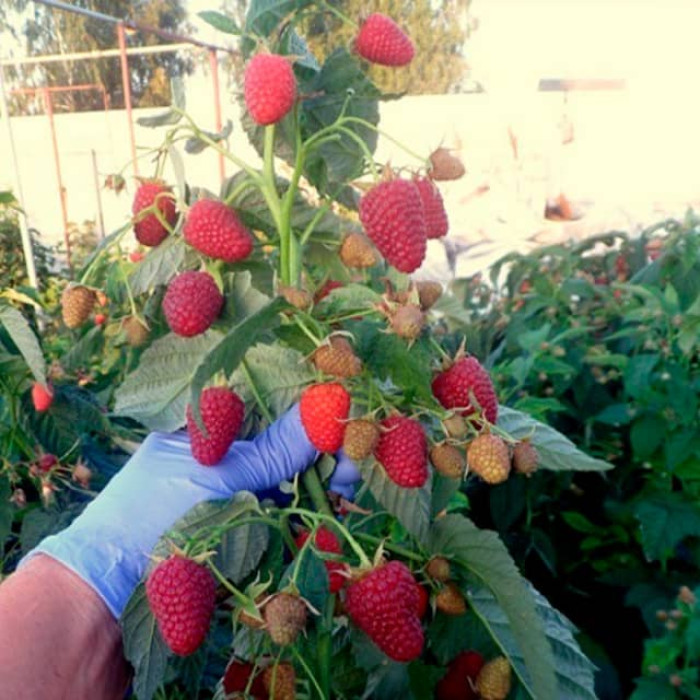 Саженцы ремонтантной малины «Дорнео»