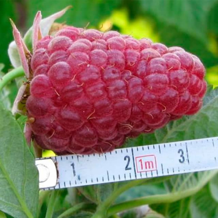 Саженцы ремонтантной малины «Дорнео»