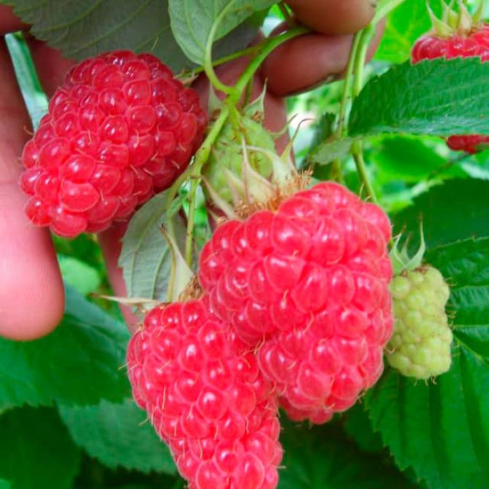 Саженцы ремонтантной малины «Дорнео»