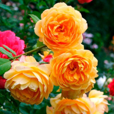 Саджанці англійської троянди Девіда Остіна «Голден Селебрейшн»