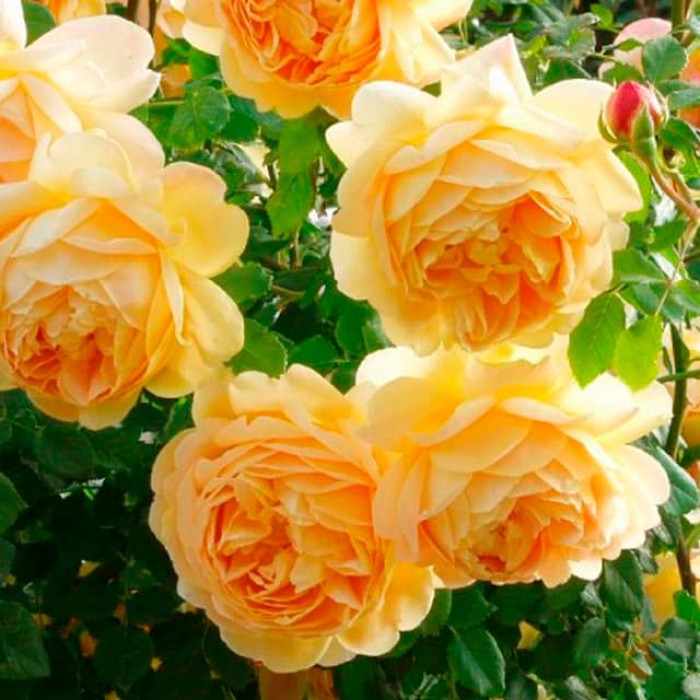 Саджанці англійської троянди Девіда Остіна «Голден Селебрейшн»