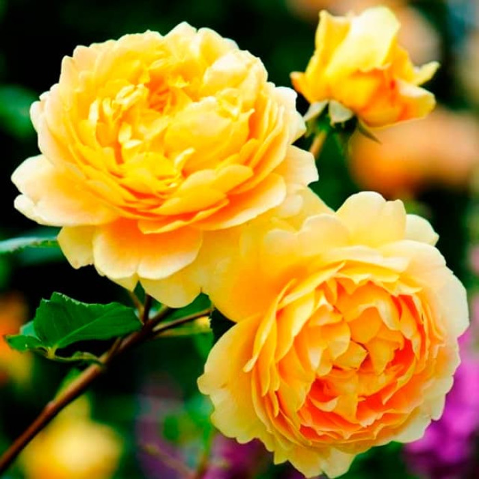 Саджанці англійської троянди Девіда Остіна «Голден Селебрейшн»