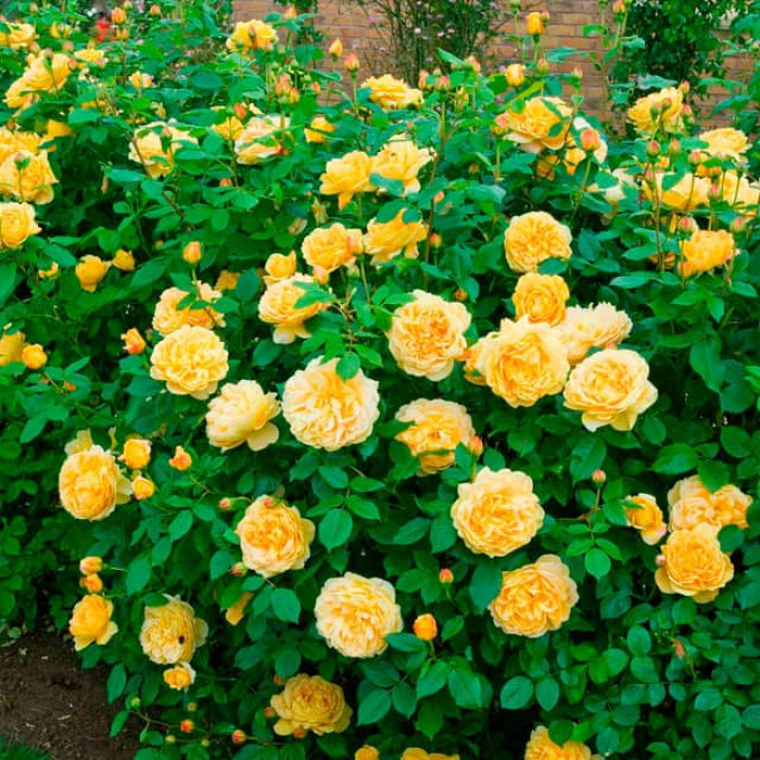 Саджанці англійської троянди Девіда Остіна «Голден Селебрейшн»