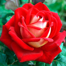 Саджанці чайно-гібридної троянди «Люксор»