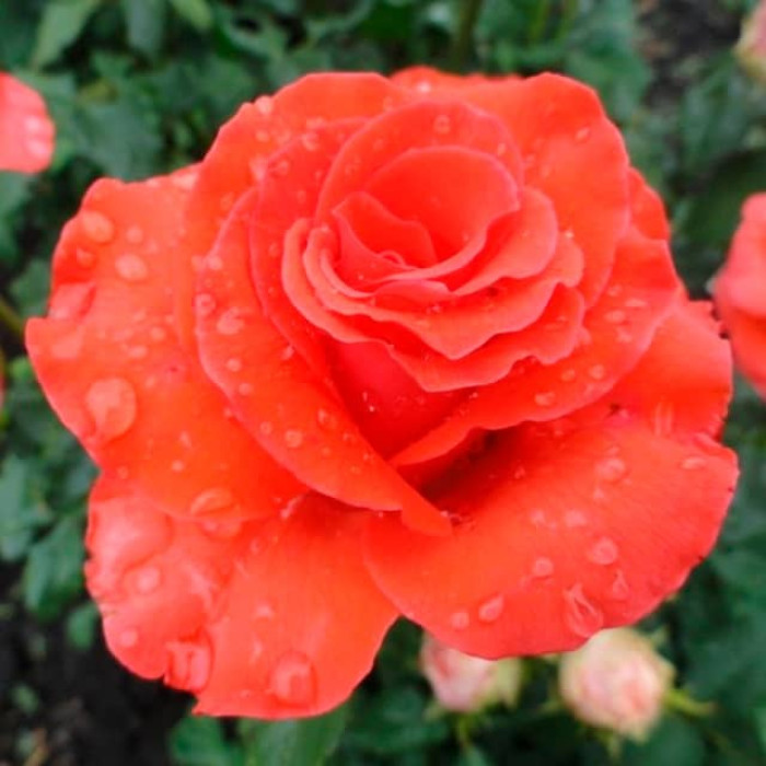 Саджанці чайно-гібридної троянди «Корвет»