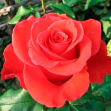 Саджанці чайно-гібридної троянди «Корвет»