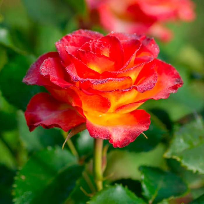 Саджанці чайно-гібридної троянди «Вищий Світ»