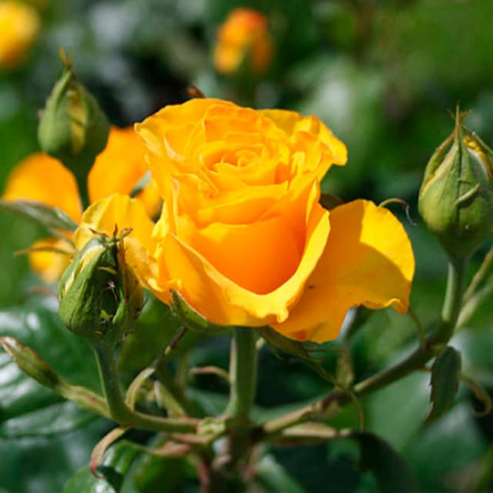 Саджанці чайно-гібридної троянди «Вернада»