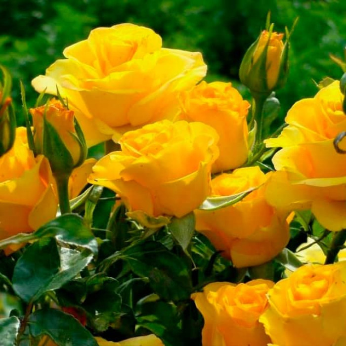 Саджанці чайно-гібридної троянди «Вернада»