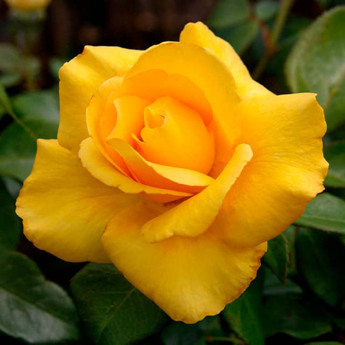 Саджанці чайно-гібридної троянди «Вернада»