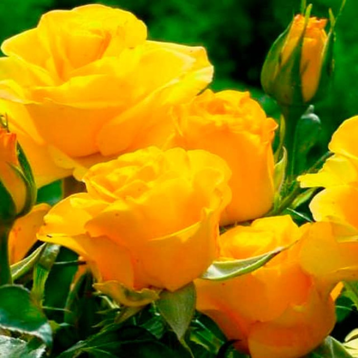 Саджанці чайно-гібридної троянди «Вернада»