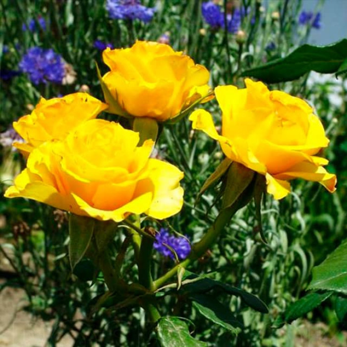 Саджанці чайно-гібридної троянди «Вернада»