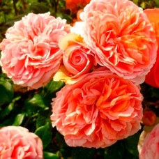 Саджанці троянди шраб «Чіппендейл»