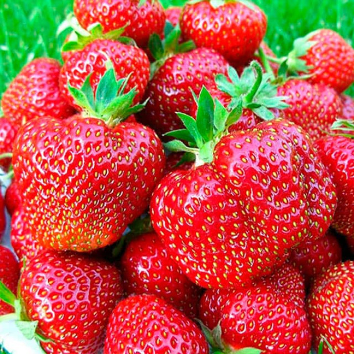 Саджанці великоплідної клубниці «Gantene»