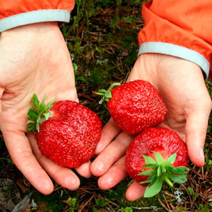 Саджанці великоплідної клубниці «Gantene»