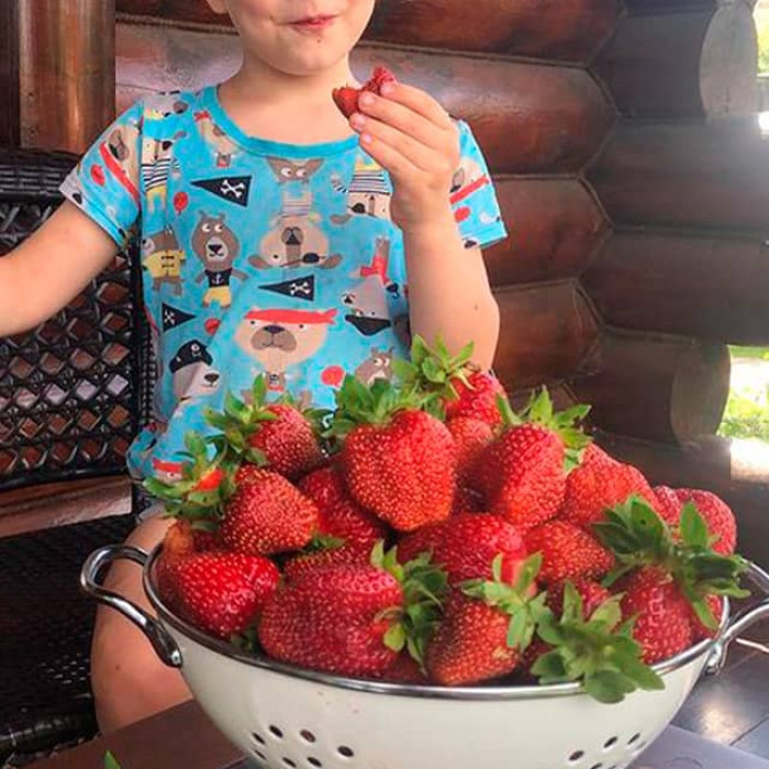 Саджанці великоплідної клубниці «Gantene»