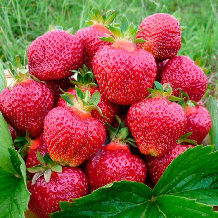 Саджанці великоплідної клубниці «Gantene»