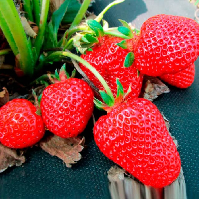 Саджанці ремонтантної полуниці «Фурор»