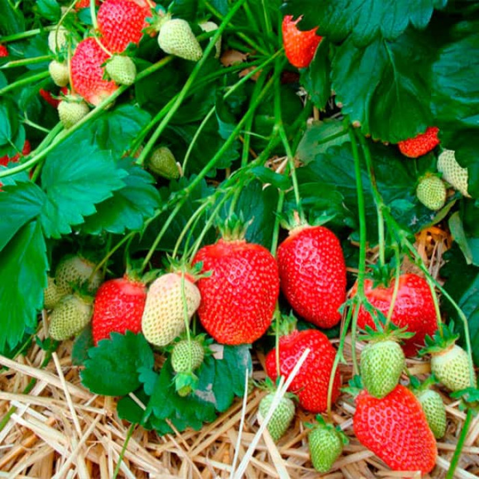 Саджанці ремонтантної полуниці «Фурор»