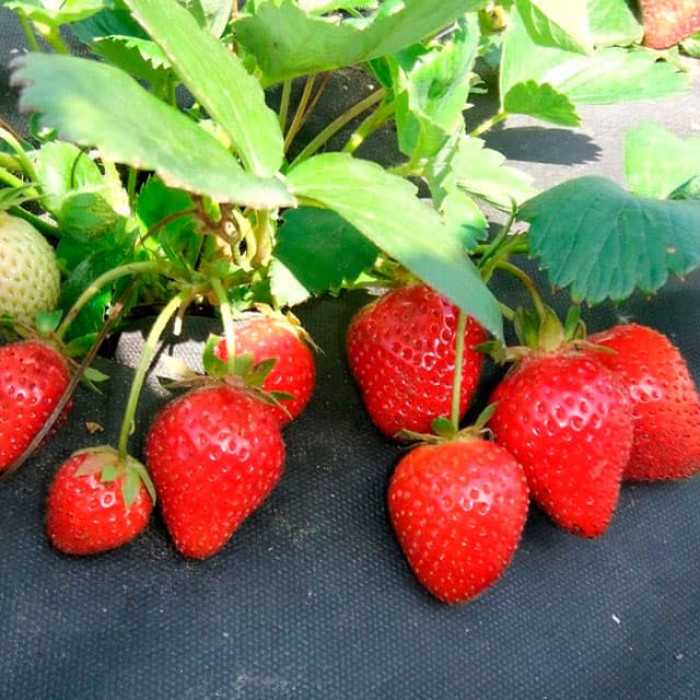 Саджанці ремонтантної полуниці «Фурор»