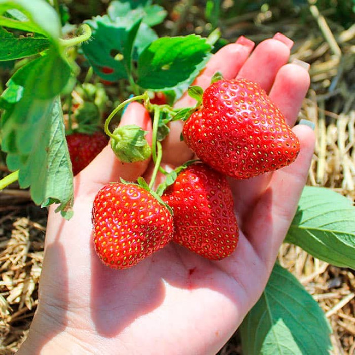 Саджанці ремонтантної полуниці «Фурор»