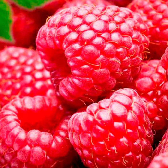 Саженцы ремонтантной малины «Джоан Джей»