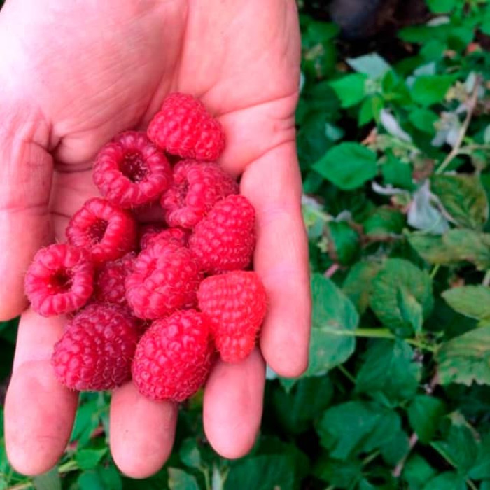 Саженцы ремонтантной малины «Джоан Джей»