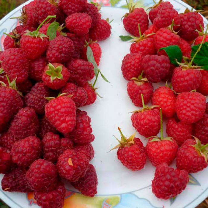 Саженцы ремонтантной малины «Джоан Джей»