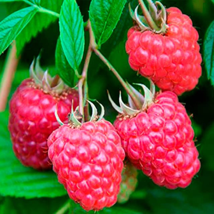 Саженцы ремонтантной малины «Джоан Джей»