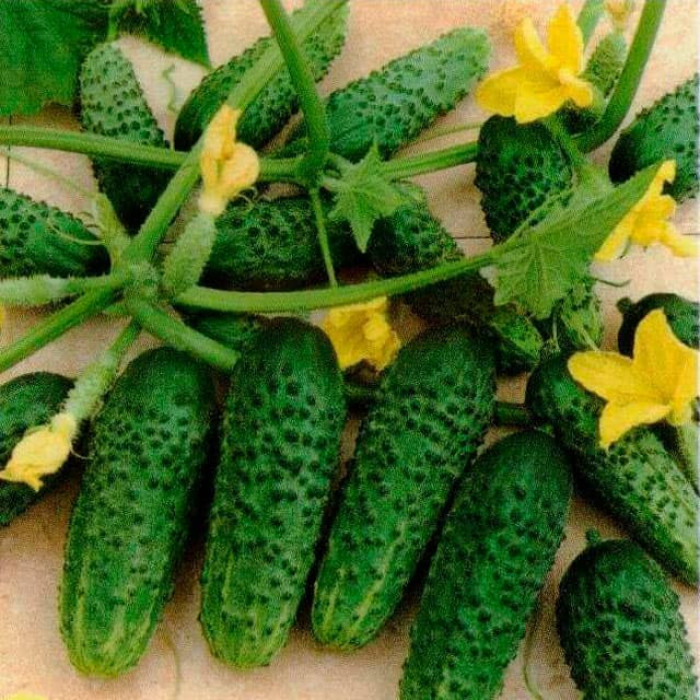 Семена партенокарпического огурца «Амур» 10 семян