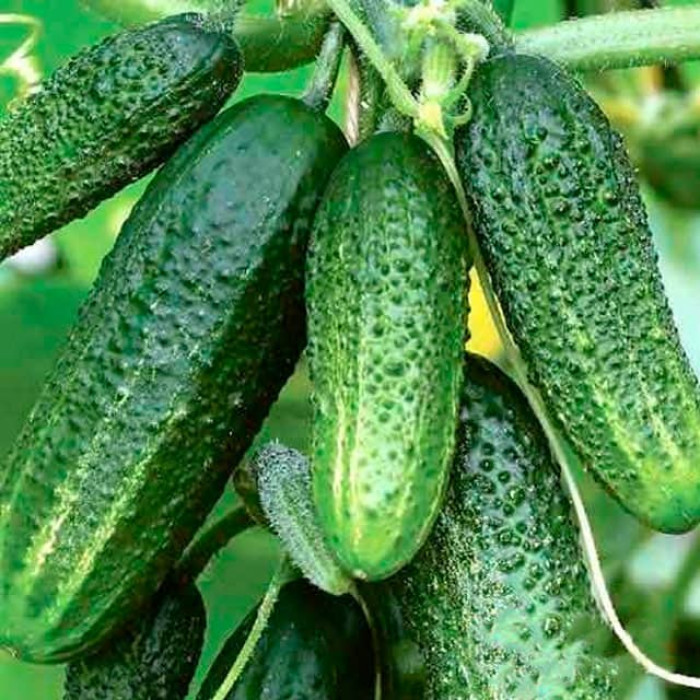 Семена партенокарпического огурца «Бабушкин гостинец F1» 0,25 г