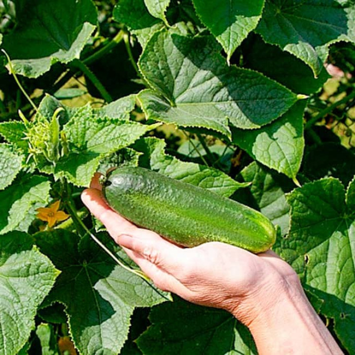 Семена партенокарпического огурца «Бабушкин гостинец F1» 0,25 г