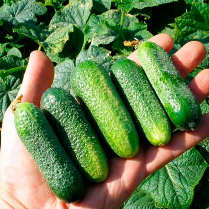 Семена партенокарпического огурца «Бабушкин гостинец F1» 0,25 г