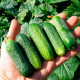 Семена партенокарпического огурца «Бабушкин гостинец F1» 0,25 г