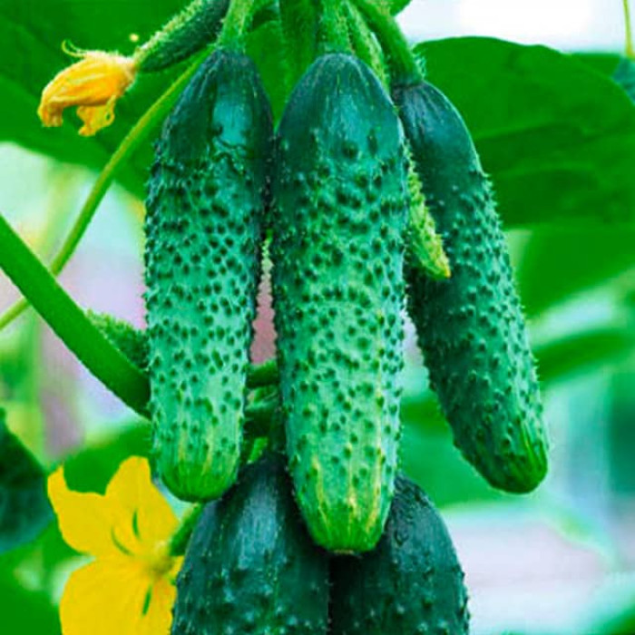 Семена партенокарпического огурца «Бабушкин секрет F1» 0,25 г