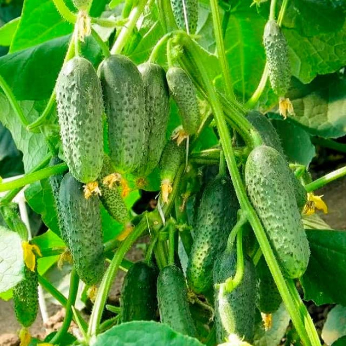 Семена партенокарпического огурца «Бабушкин секрет F1» 0,25 г