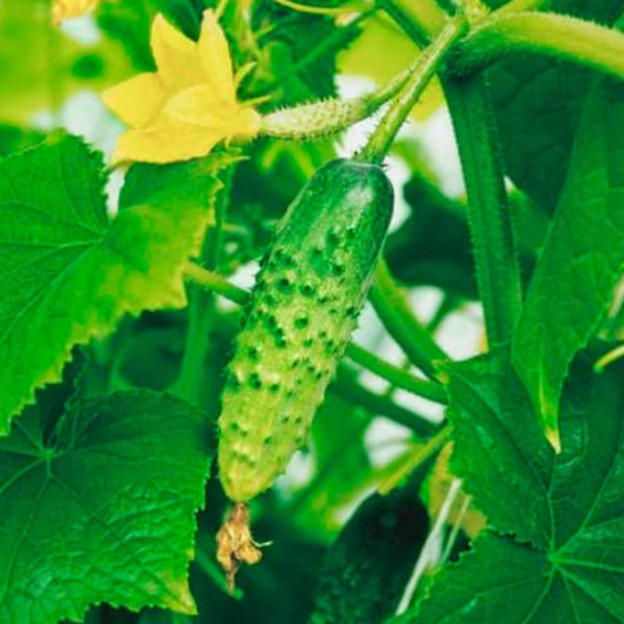 Семена партенокарпического огурца «Бабушкин секрет F1» 0,25 г